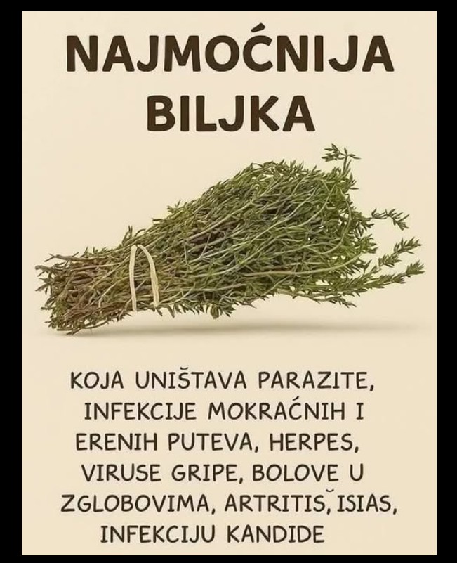 Prirodne biljke s potencijalom: Šta istraživanja kažu o borbi protiv virusa i infekcija