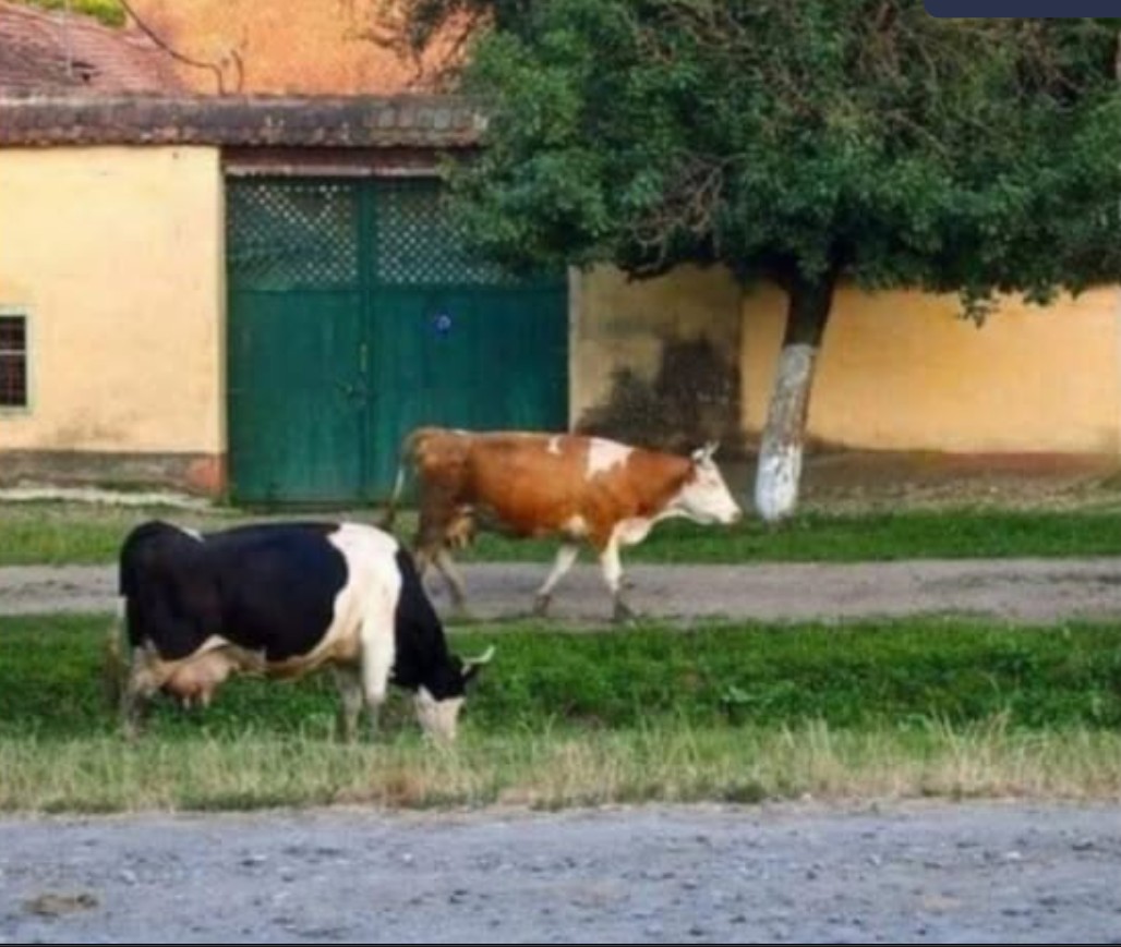 POUČNA PRIČA: Kičma može sve da izdrži, ali srce ne