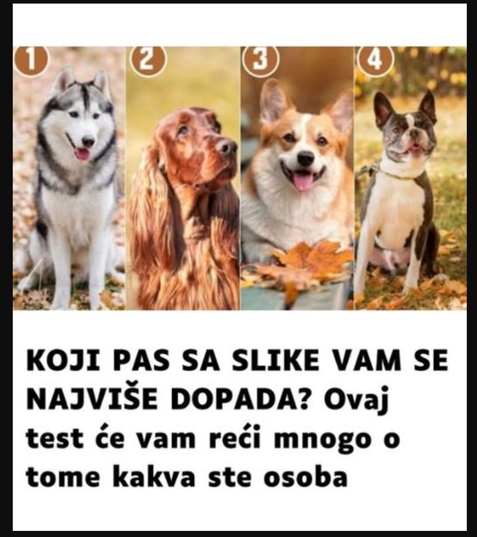 KOJI PAS SA SLIKE VAM SE NAJVIŠE DOPADA? Ovaj test će vam reći mnogo o tome kakva ste osoba