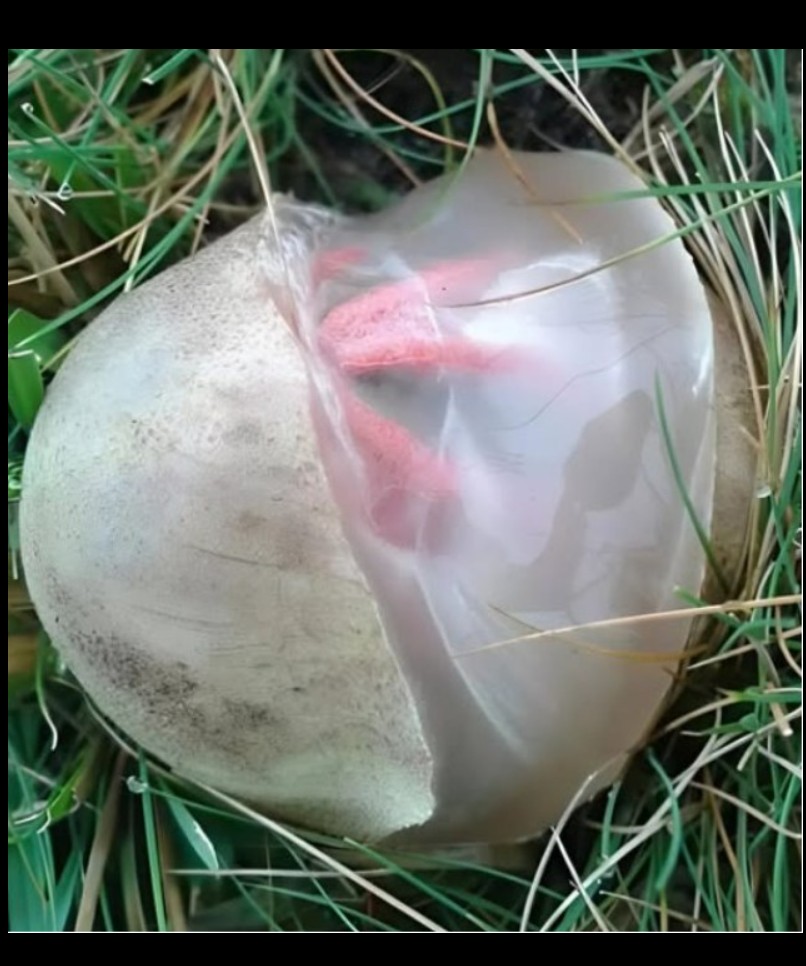 Neočekivano otkriće u dvorištu: Kako je neobična gljiva promijenila moj pogled na prirodu