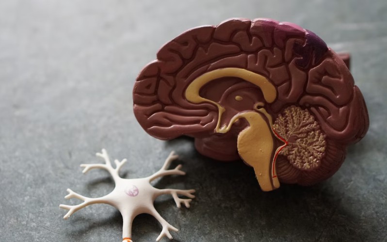 Omega-3 masne kiseline – ključne za zdravlje mozga