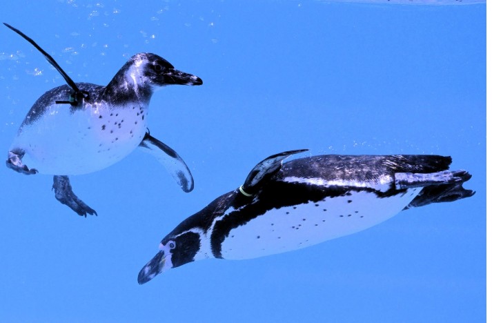 Nevjerovatna priča iz zoološkog vrta: Kako je jedna vidra pomogla roditeljima da spasu život svoje kćerke