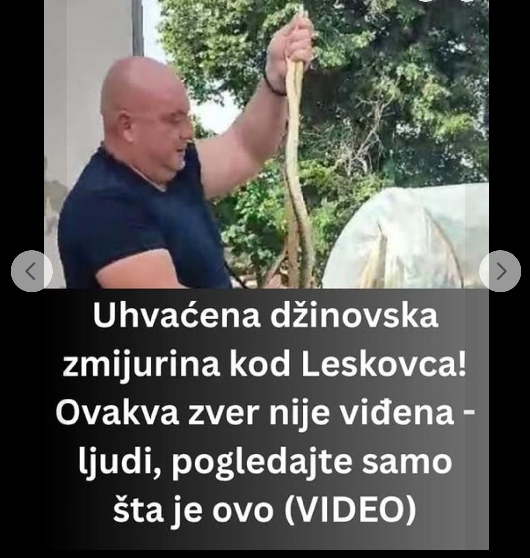 🐍 Spasavanje u okolini Leskovca: Vladica Stanković uhvatio veliku zmiju i vratio je u prirodu