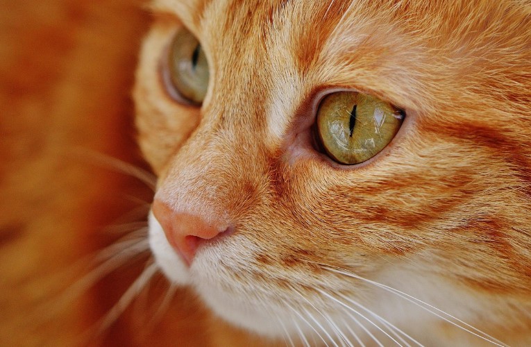 Kako je mačka postala tihi heroj jednog doma i zašto je važno osluškivati ​​ponašanje kućnih ljubimaca