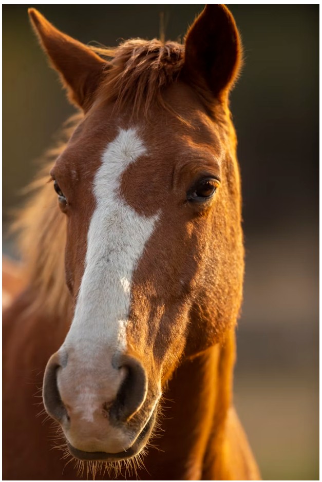 Neočekivani gost na sprovodu 🕊️🐴