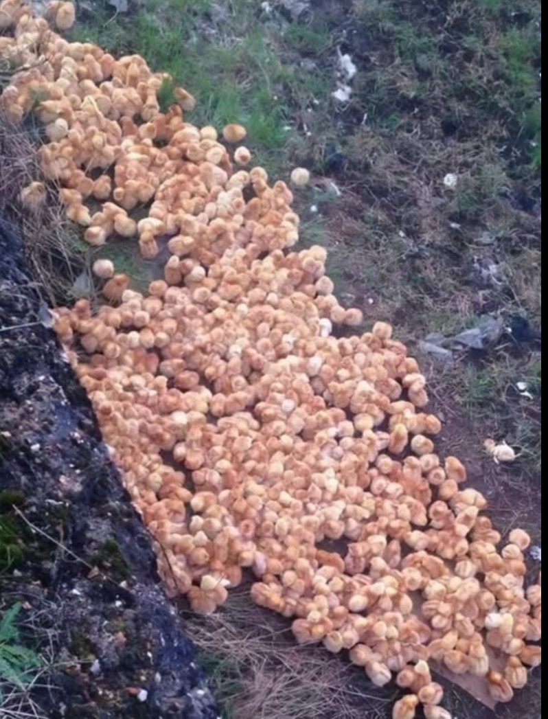 Šta me je šumska staza naučila o empatiji i važnosti malih gestova