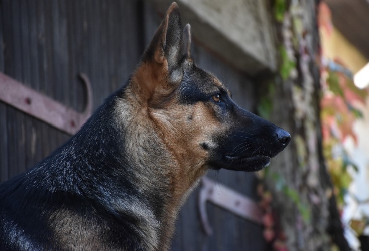 Božićni post u pravoslavlju – smisao, pravila i duhovna priprema za prazni