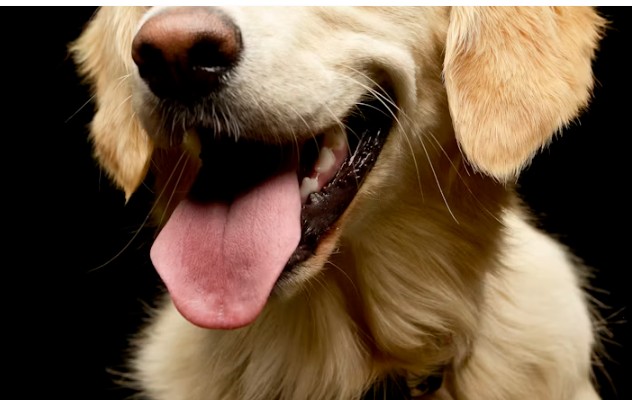 Kada instinkt govori umesto reči: priča o psu koji je upozorio svoju porodicu 🐾