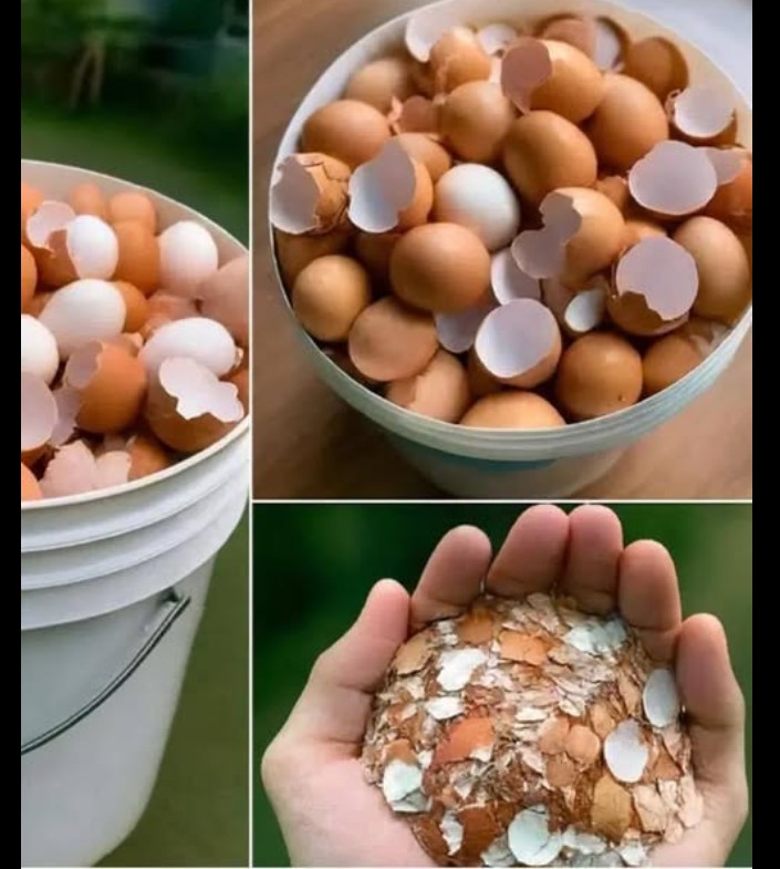 Kuvanje i korišćenje ljuski od jaja: male stvari, velike koristi