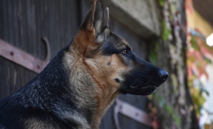 Kada ljubav liječi: Priča o dječaku koji se probudio zahvaljujući prisustvu svog psa