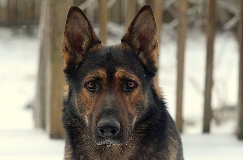 Kada se pravda otkrije na neočekivan način – priča o čoveku, psu i istini koja je promenila tok suđenja