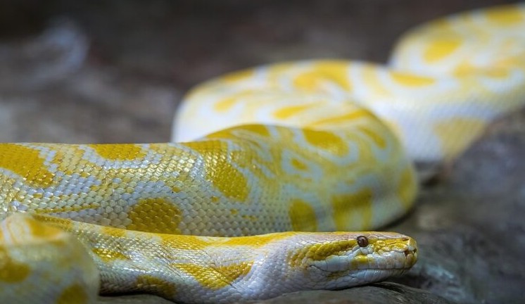 Kada ljubav prema životinjama postane opasna: priča o devojci i njenom pitonu Šafranu