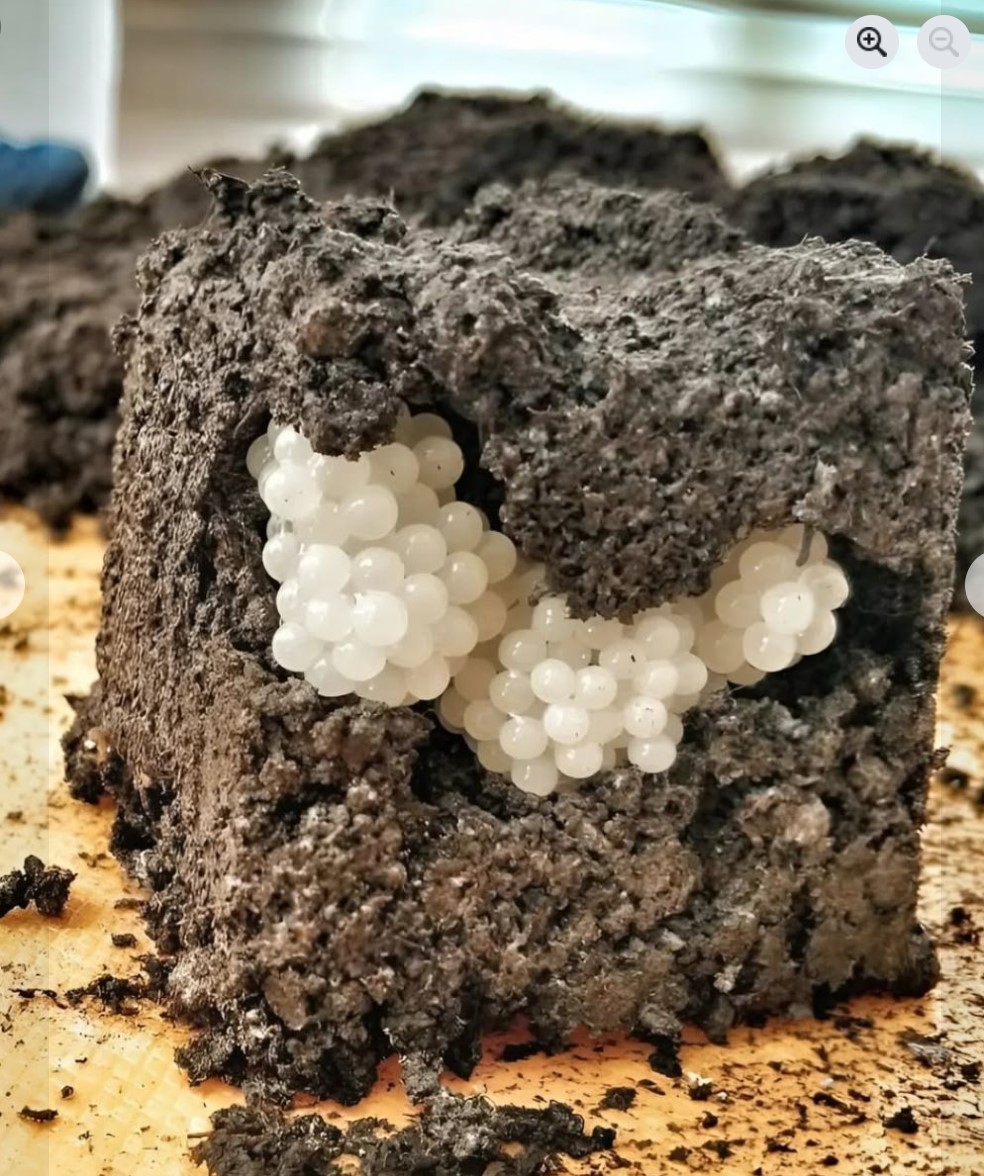 Šta otkrivaju bele kuglice u zemlji i kako zaštititi svoju baštu