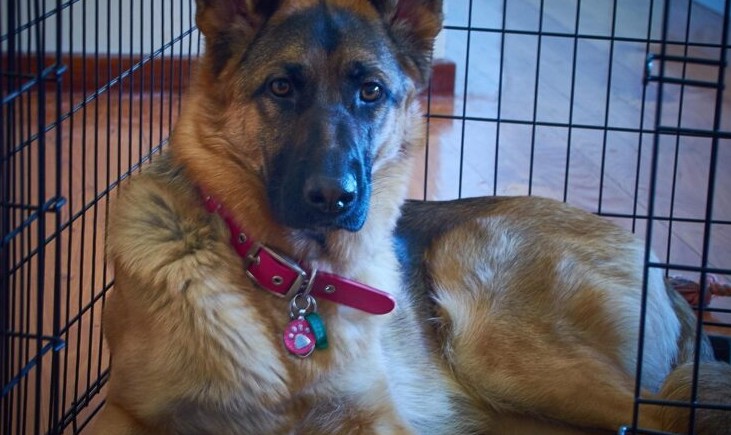 Priča o pronađenoj nemačkoj ovčarki i neočekivanom otkriću veterinara