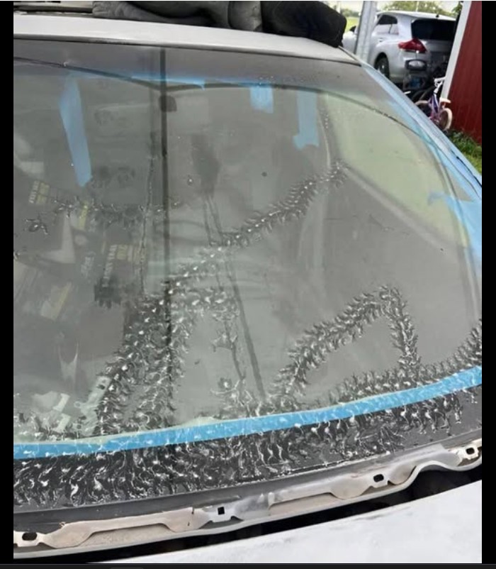 Neobični jutarnji gosti: Tragovi drvenih žaba na automobilu