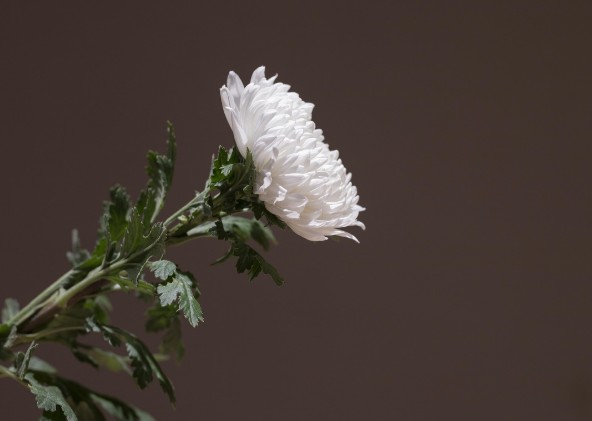 Kada se dobrota pojavi u najtežem trenutku: Priča o Katarini, ženi koju je spasila ljudskost