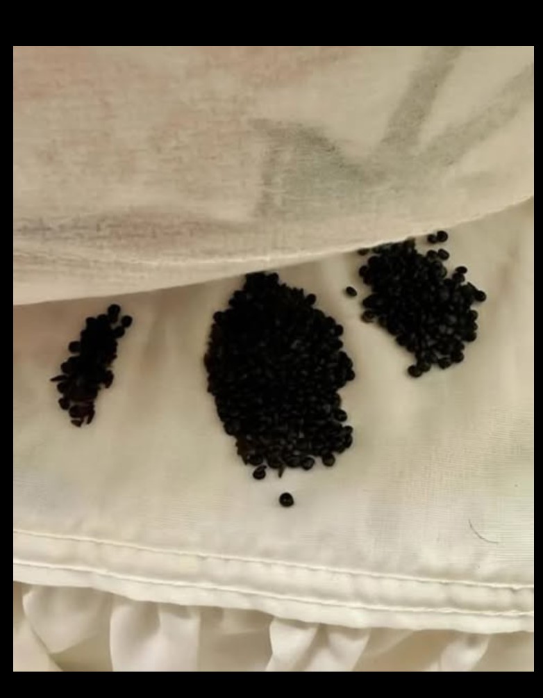 Sitna crna zrnca ispod dušeka: šta zapravo znači i kako prepoznati nežne poruke u svakodnevici