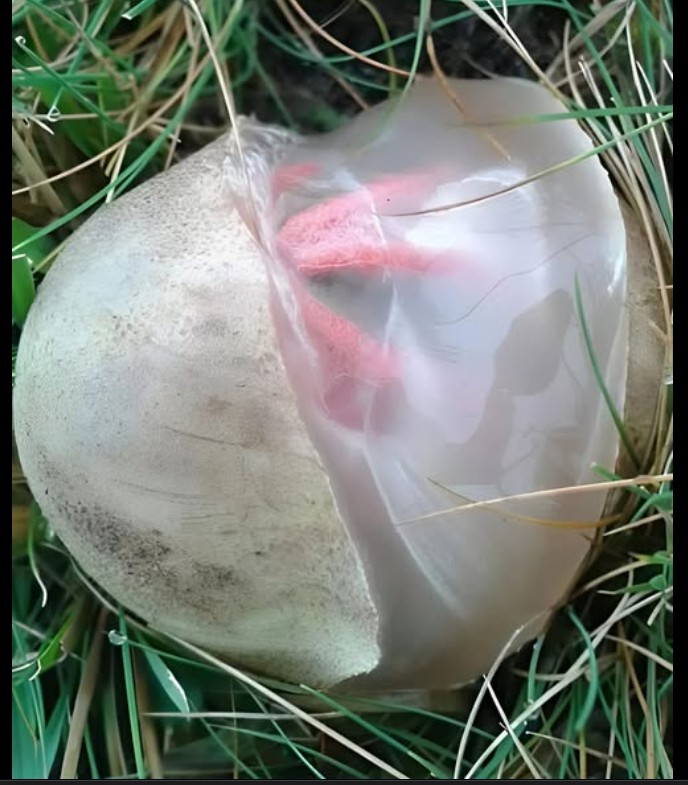 „Neobičan jutarnji prizor u bašti: susret sa gljivom ‘Đavolji prsti’ i lekcija o čudesnosti prirode“