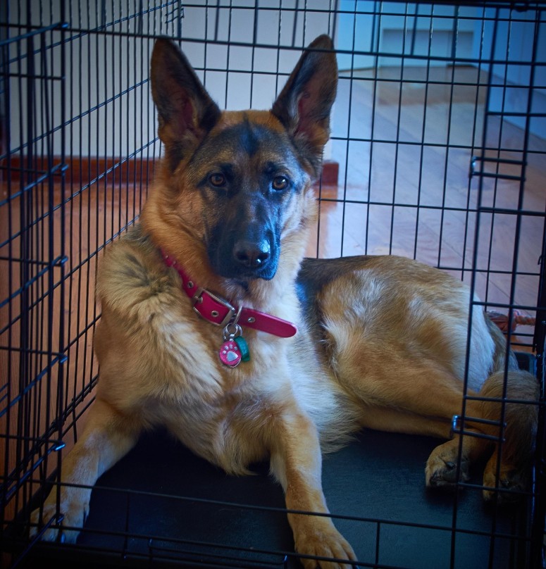 Dječak pred operaciju i pas koji je sve promijenio: priča o intuiciji, povjerenju i skrivenoj opasnosti