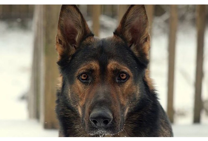 Kada pas postane heroj: kako je Rick spasao život i naučio vlasnicu važnu lekciju o poverenju