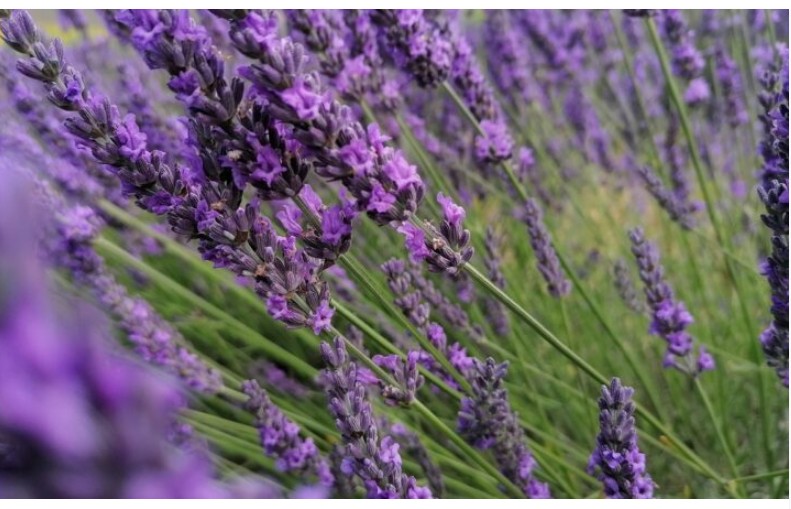 Miris lavande i povratak kući – priča o ljubavi koja je preživjela tišinu