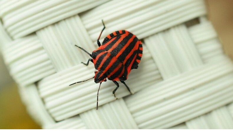 Tajanstveni bolovi sedmogodišnjeg dječaka: kako je neobična situacija otkrila važnost posmatranja i razumijevanja dječjih simptoma