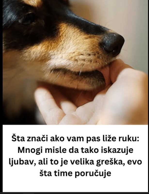 „Zašto pas liže ruku: 8 najčešćih razloga i kako razumjeti ovaj gest“