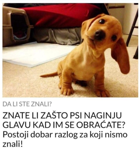 ZNATE LI ZAŠTO PSI NAGINJU GLAVU KAD IM SE OBRAĆATE? Postoji dobar razlog za koji nismo znali!
