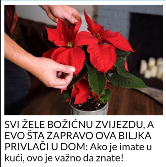 SVI ŽELE BOŽIĆNU ZVIJEZDU, A EVO ŠTA ZAPRAVO OVA BILJKA PRIVLAČI U DOM: Ako je imate u kući, ovo je važno da znate!