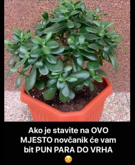 ZOVU JE ‘DRVO NOVCA’: Pogledajte gdje trebate staviti OVU BILJKU i novčanik će vam biti PUN PARA DO VRHA!