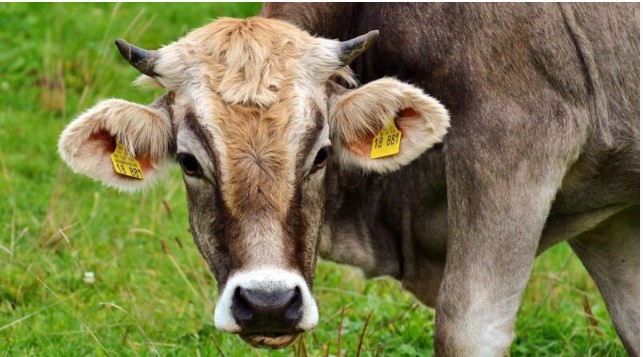 Priča o žrtvi koja mijenja živote: Kako je Stana dokazala da dobrota uvijek pronađe svoj put