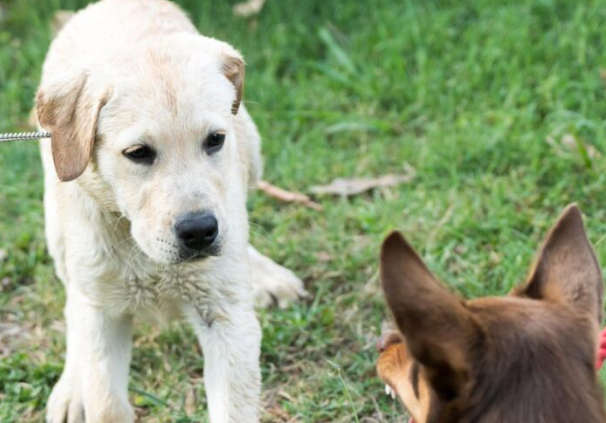 TRENER PASA OTKRIO ŠTA ZNAČI AKO VAS PAS STALNO GLEDA: Mnogi su u ZABLUDI, ovo je JEDINA istina