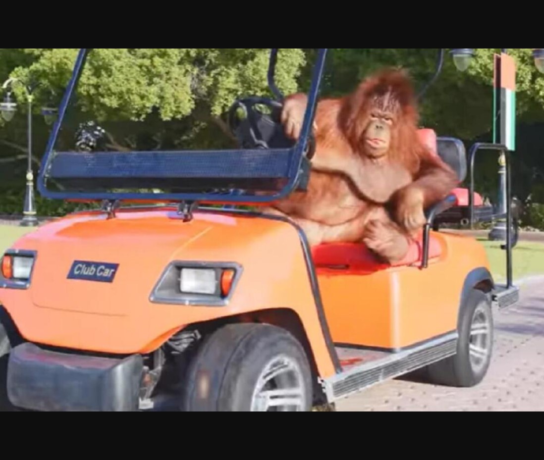 POGLEDAJTE ŠTA ORANGUTAN PO IMENU RAMBO VOZI: Ima nekoliko AUTOMOBILA, kaže da najviše voli svoj PORŠE (VIDEO)