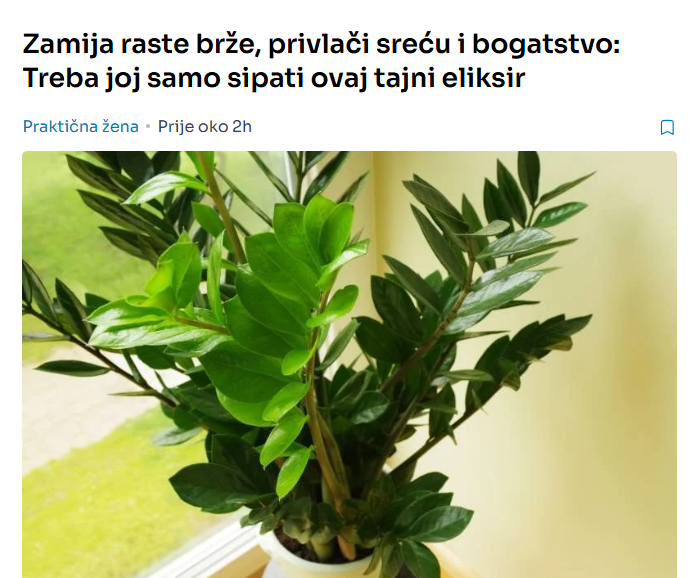 Zamija raste brže, privlači sreću i bogatstvo: Treba joj samo sipati ovaj tajni eliksir