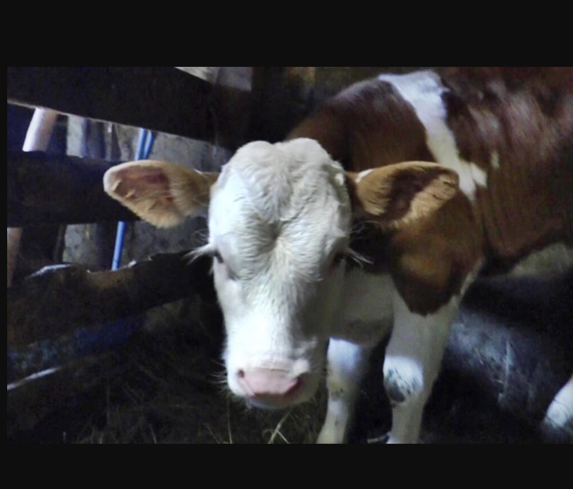 SEDI KRAVA NA TREŠNJI… Pročitajte samo ovaj vic svojim UKUĆANIMA i popadaće od smeha – CELA SRBIJA GA VOLI!