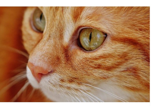 Mačka koja nije otišla od šporeta: Veče koje me je naučilo da životinje osjećaju opasnost prije nas