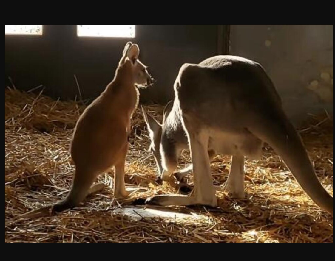 Zašto kengur ne može da hoda i da skoči unazad? Nema šanse da znate za RAZLOG – promene su baš OGROMNE