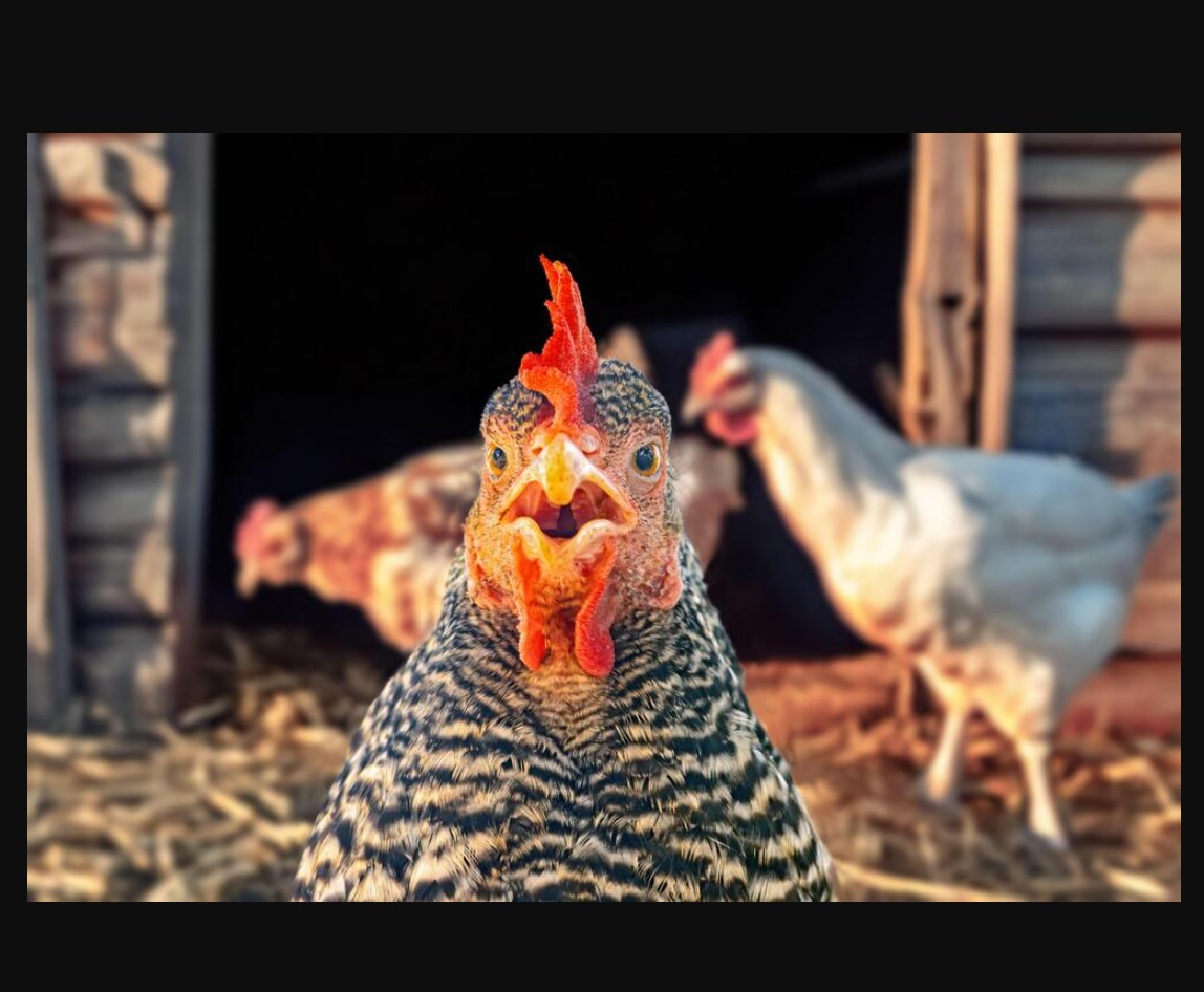 ŠTA RADI KOKOŠKA KAD JOJ JE DOSADNO? Srbi ne mogu da prestanu da pričaju o ovom vicu o kokoški – URNEBESNO SMEŠNO