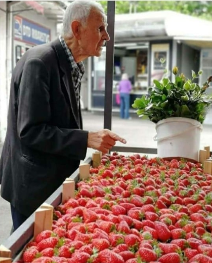 Priča:Starac i jagode