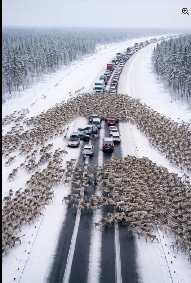 Zimski trenutak koji je zaustavio sve: irvasi, tišina i snaga prirode