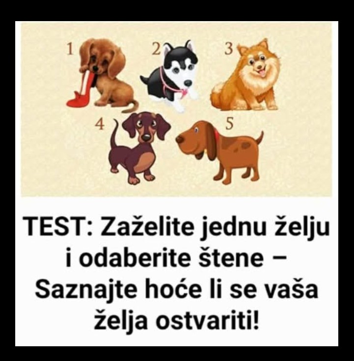 Izaberite štene i otkrijte šta vaš izbor govori o vama