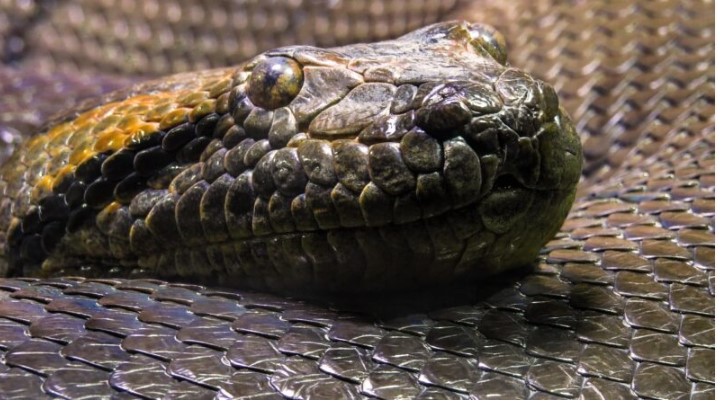 Baka, piton i glavna ulica: neobična šetnja koja je otvorila važno pitanje o strahu, pravilima i usamljenosti