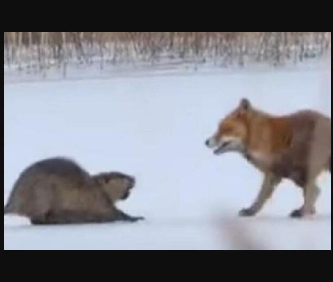 LISICA JE NAPALA DŽINOVSKOG GLODARA: Stravičan snimak krvoločnog obračuna, IPAK JE POBEDA PRIPALA… (VIDEO)