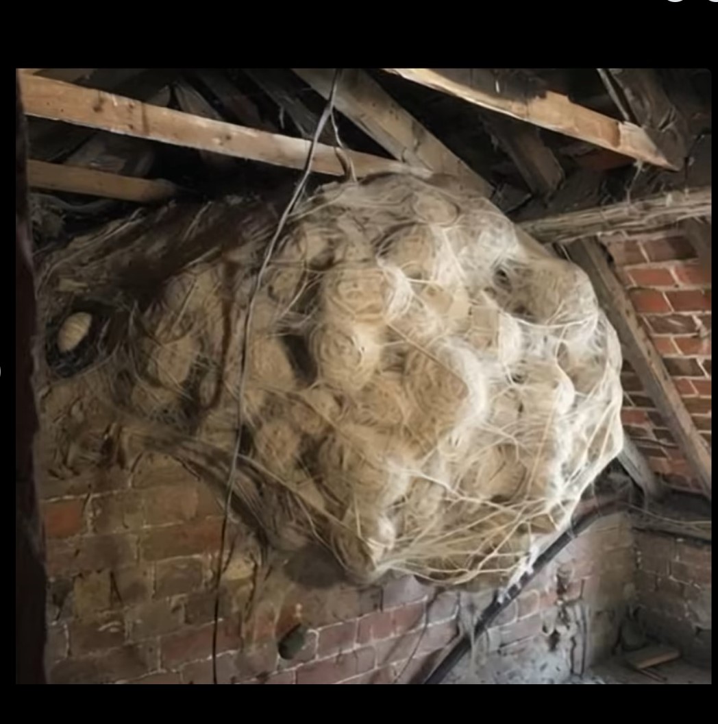 Šokantno otkriće na tavanu: kako je jedan porodični problem otkrio tajnu skrivanu godinama