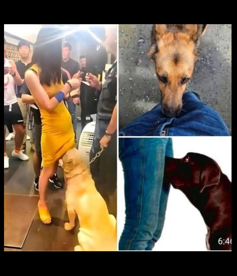 Zašto psi imaju izuzetno snažan njuh i šta nam poručuju kada njuše