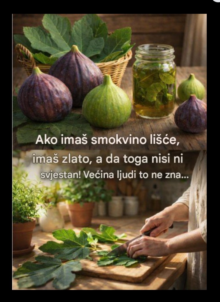 Čaj od lista smokve: tradicionalna upotreba, način pripreme i potencijalna podrška zdravlju