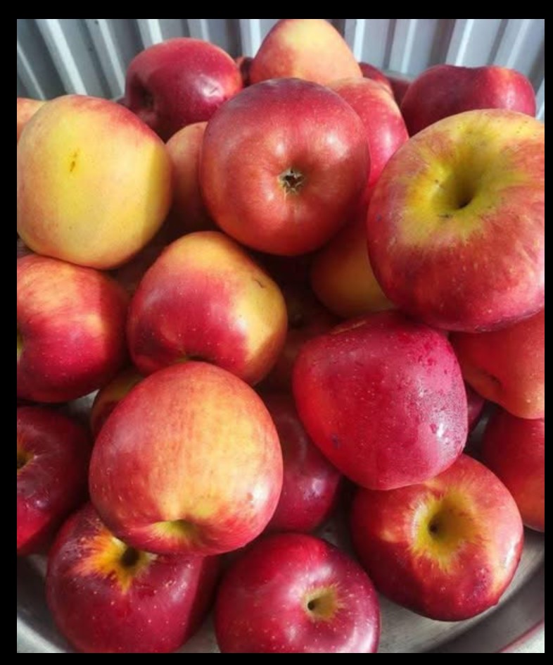 Zašto jesti jednu jabuku svake večeri može promijeniti vaše zdravlje