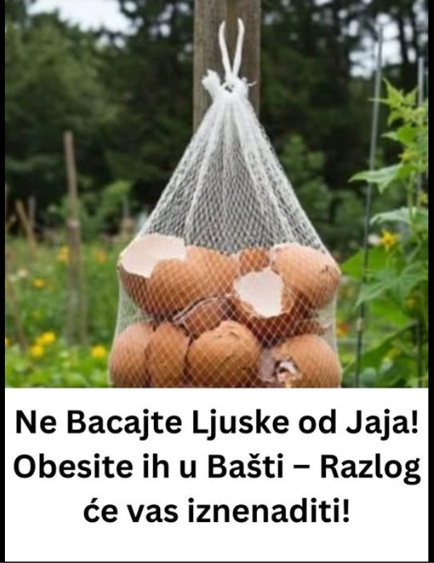 Ne Bacajte Ljuske od Jaja! Obesite ih u Bašti i Pogledajte Šta Se Događa