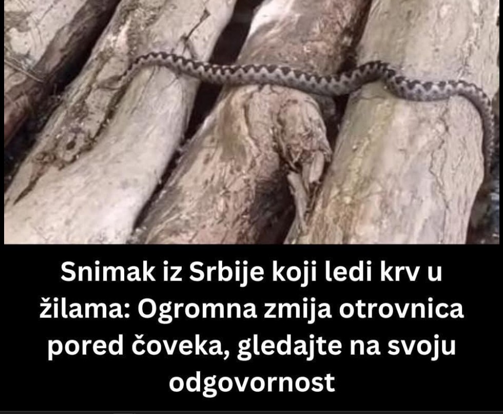 Snimak iz Srbije izazvao pažnju: Primijećena zmija u blizini šetača, stručnjaci pozivaju na oprez