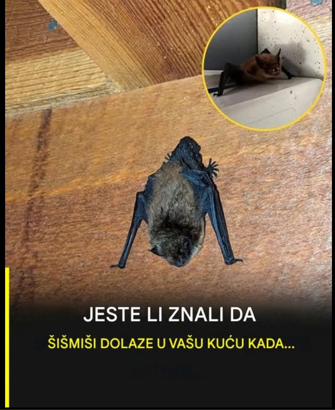 Slepi miš u kući: Naučno objašnjenje, simbolika i praktični saveti